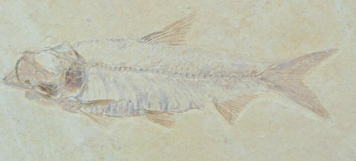 Knightia Fossil Fish #3771